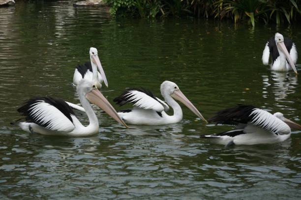 istock Pelecanus, a water bird that has a sac under its beak 1178877535
