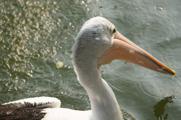 Pelecanus, a water bird that has a sac under its beak, Indonesia