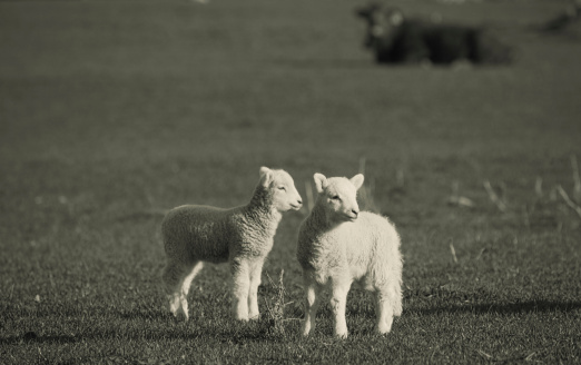 Sheep locked in farm, meat animal industry