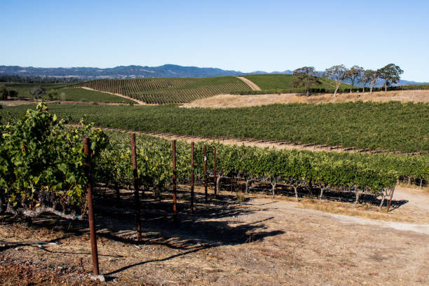 istock Wine grapes growing in Napa Valley California 1178878612