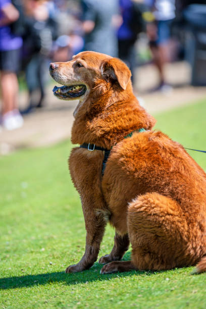 istock Old brown-haired labrador retriever dog sitting on grass during team competition 1178879421