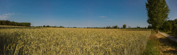 istock A cornfield in sunshine with blue sky and green trees as panorama 1178882338