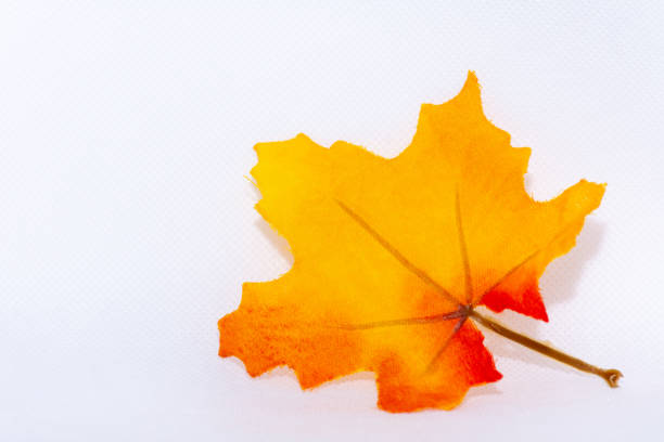 istock Bright orange and yellow festive maple leaf ornament on an isolated white background for fall thanksgiving and halloween season. 1178882533