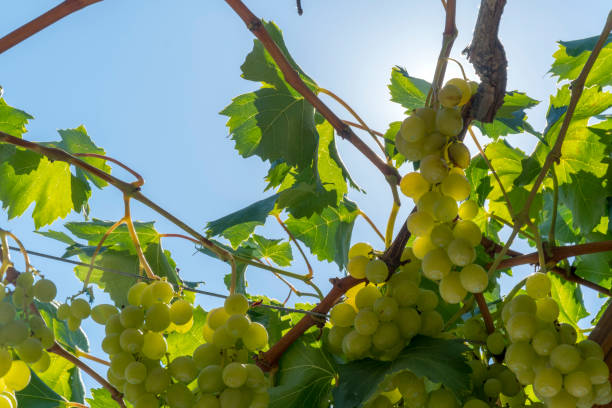 istock Close up grapes in vineyard. 1178884602
