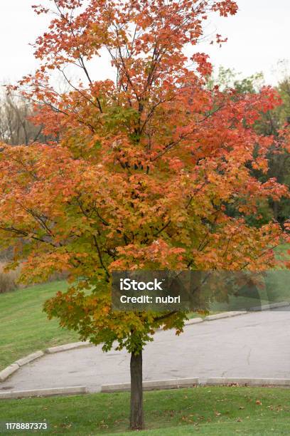Buff Tree Fall Fall Tree Stock Photo - Download Image Now - Autumn, Beauty In Nature ...