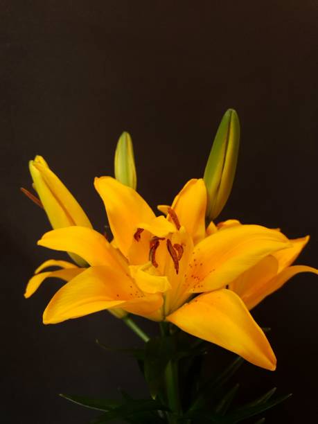 istock yellow lily flower in spring season 1178887391