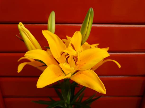 istock yellow lily flower in spring season 1178887955
