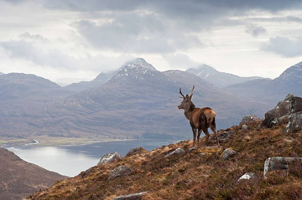 wild cervo, highlands scozzesi - loch foto e immagini stock