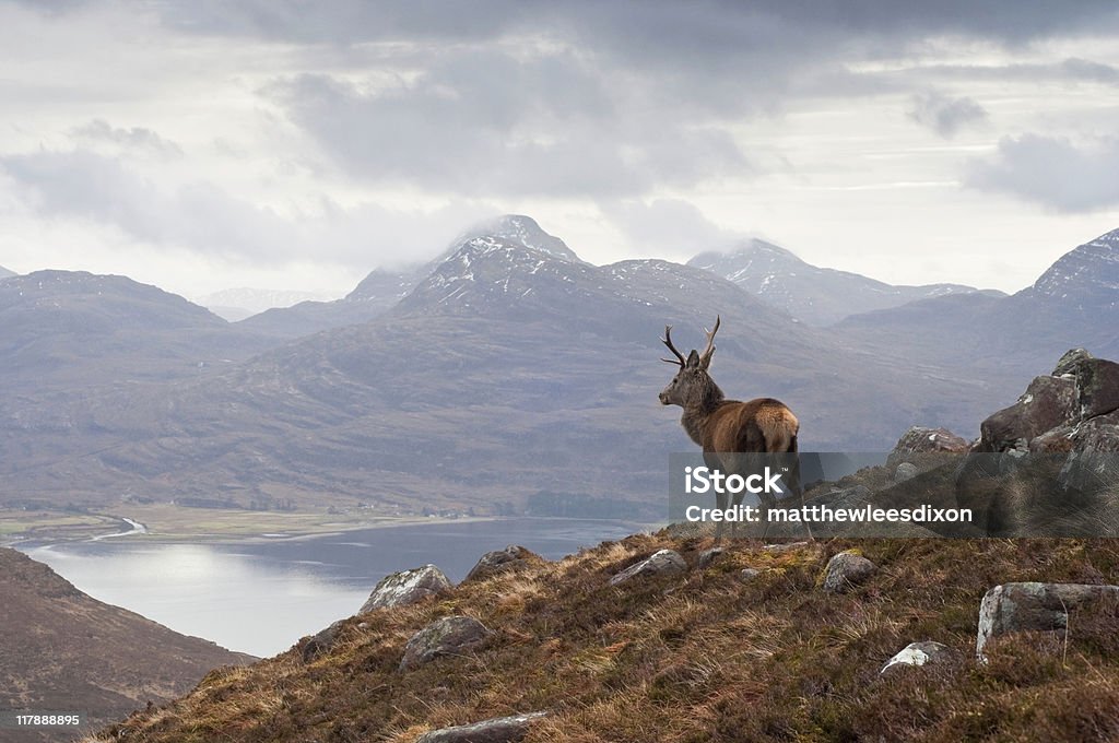 Wild stag, Scottish highlands  Scotland Stock Photo
