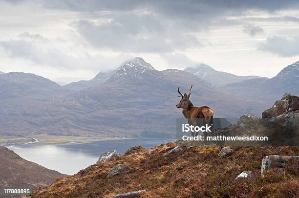 Wild Stag Scottish Highlands Stock Photo - Download Image Now - Scotland, Scottish Highlands, Deer