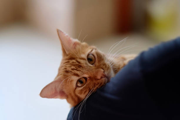 cerrar un gato tabby marrón en el brazo de la gente. mirando la cámara. - enfold fotografías e imágenes de stock