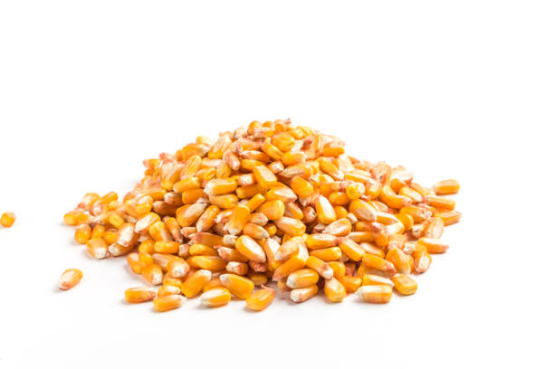 Autumn harvest of corn