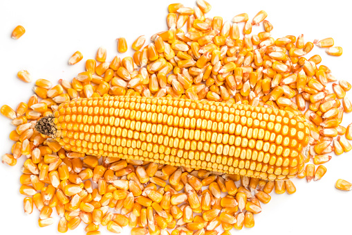 Corn on a white background