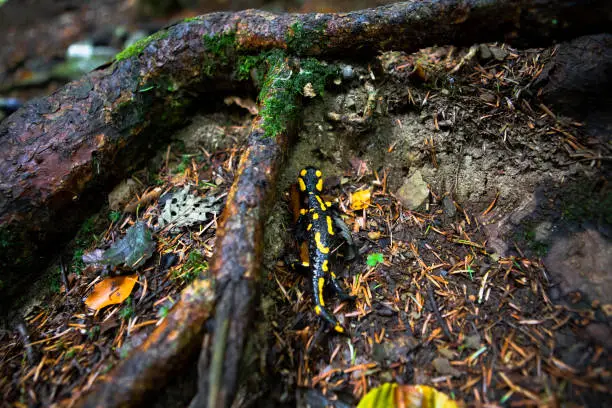 Photo of yellow spotted salamander in forest close up