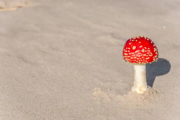 Red and White Toadstool  Amanita muscaria Mushroom On a Baltic Sea Beach