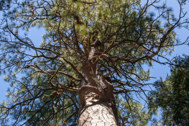 crescimento torcido da filial em uma árvore de pinho em yosemite - twisted branch tree california - fotografias e filmes do acervo