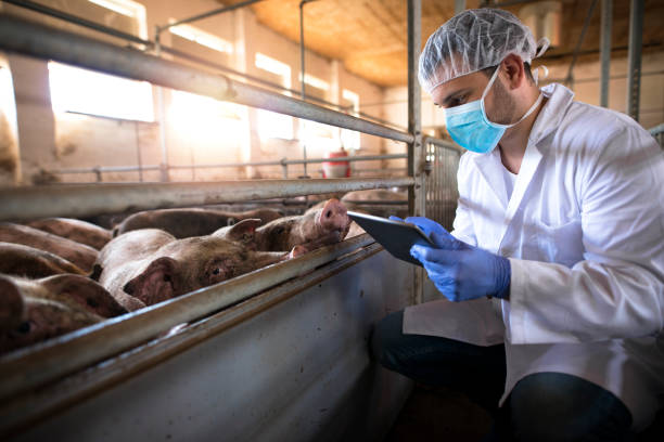 Veterinarian at pig farm with tablet computer. Veterinarian at pig farm checking health status of pigs domestic animals on his tablet computer in pigpen. Health concept. Food quality control and production. animal husbandry photos stock pictures, royalty-free photos & images