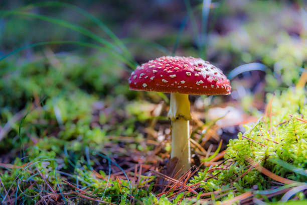 istock Red and White Amanita muscaria Toadstool Mushroom in an Autumn Forest 1178892280