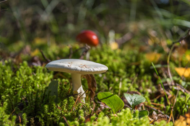 istock Mushroom in a Lush Green Autumn Forest 1178892503