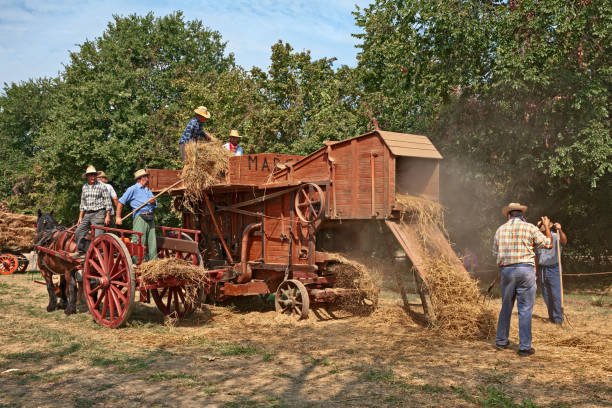trilla de trigo con equipos antiguos durante la feria del país - trilla fotografías e imágenes de stock