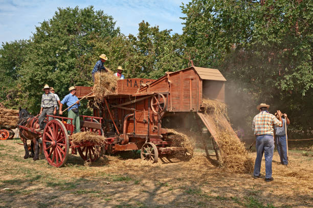 wheat threshing with ancient equipment during the country fair farmers re-enacting the old farm works with an ancient threshing machine and a horse-drawn cart loaded with ears of corn during the country fair Wheat Festival on August 25, 2019 in Bastia, Ravenna, Italy threshing stock pictures, royalty-free photos & images