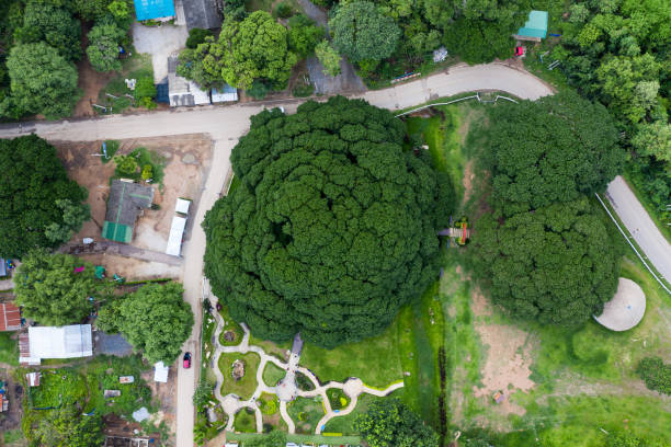 istock Samanea Saman or Rain tree the biggest tree over 100 years at Kanchanaburi 1178894041