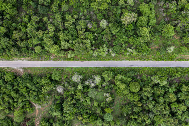 sceneria prostej drogi asfaltowej w tropikalnym lesie deszczowym - straight road zdjęcia i obrazy z banku zdjęć