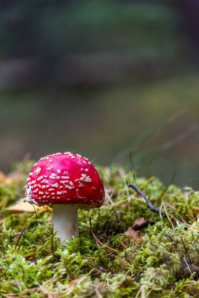 istock Red and White Amanita muscaria Toadstool Mushroom in an Autumn Forest 1178894174