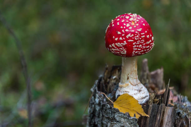 istock Red and White Amanita muscaria Toadstool Mushroom in an Autumn Forest 1178894810
