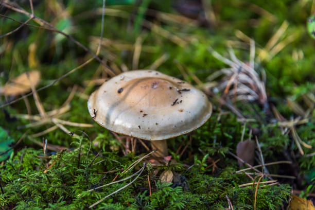istock Mushroom in a Lush Green Autumn Forest 1178894951