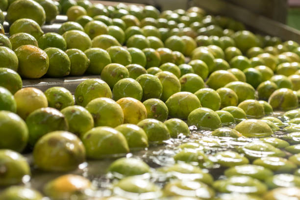 istock Automated lemon fruit washing line with conveyor belt 1178895023