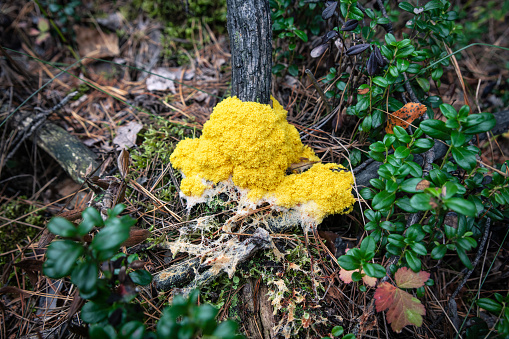 Yellow fungal mold in a wooded area. Kind of slimes (fuligo septica). Mushroom-like organism (Mycetozoa)