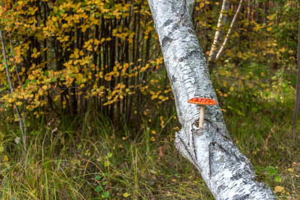 Red and White Toadstool Amanita muscaria Mushroom On a Birch Tree in an Autumn Forest