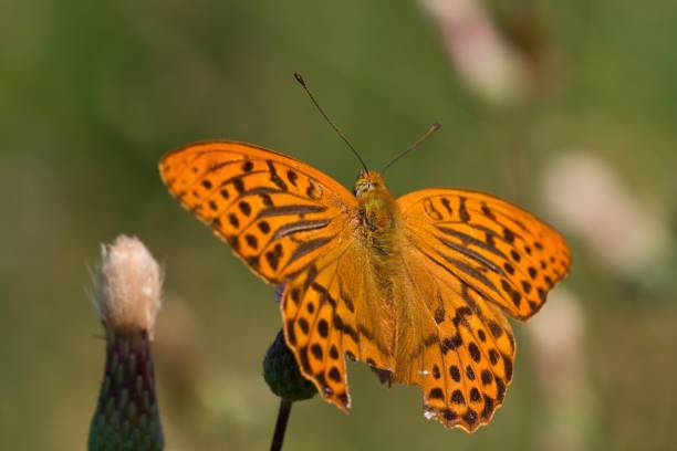 Silver-washed fritillary butterfly in natural environment Danubian wetland, amazing morning meadow, Slovakia, Europe silver washed fritillary butterfly stock pictures, royalty-free photos & images