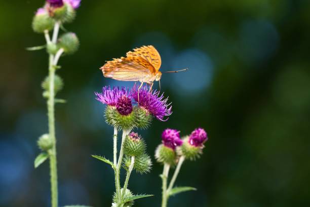 Silver-washed fritillary butterfly in natural environment Danubian wetland, amazing morning meadow, Slovakia, Europe silver washed fritillary butterfly stock pictures, royalty-free photos & images