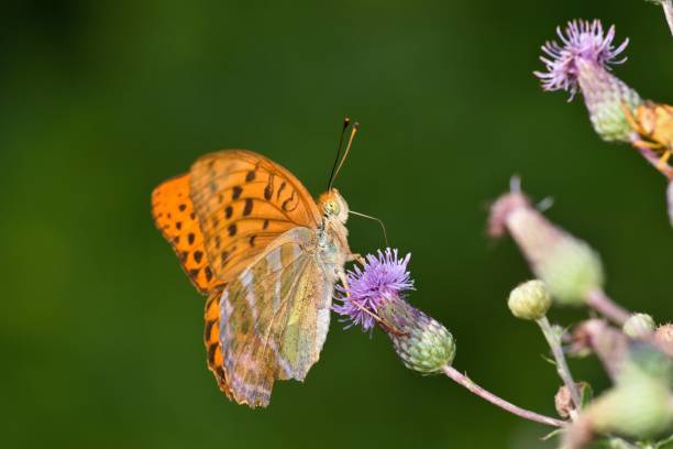 Silver-washed fritillary butterfly in natural environment Danubian wetland, amazing morning meadow, Slovakia, Europe silver washed fritillary butterfly stock pictures, royalty-free photos & images