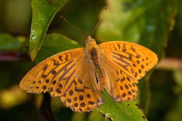 Silver-washed fritillary butterfly in natural environment Danubian wetland, amazing morning meadow, Slovakia, Europe silver washed fritillary butterfly stock pictures, royalty-free photos & images