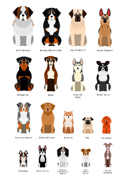 sammlung von verschiedenen rasse hund - rassehund stock-grafiken, -clipart, -cartoons und -symbole