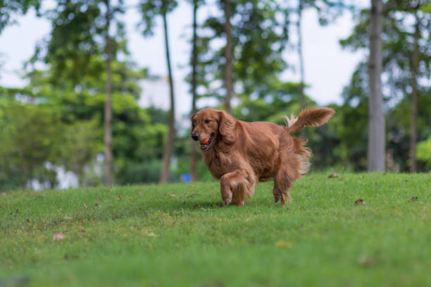 istock Golden Retriever walking in the park 1178901606