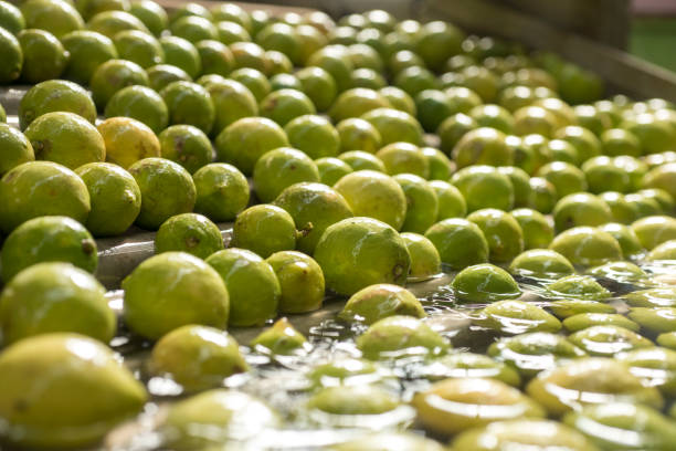 istock Automated lemon fruit washing line with conveyor belt 1178901664