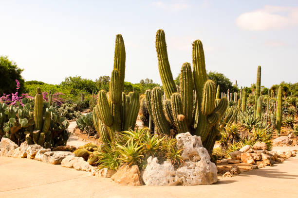 istock Cactus Park on the island of Mallorca 1178907941