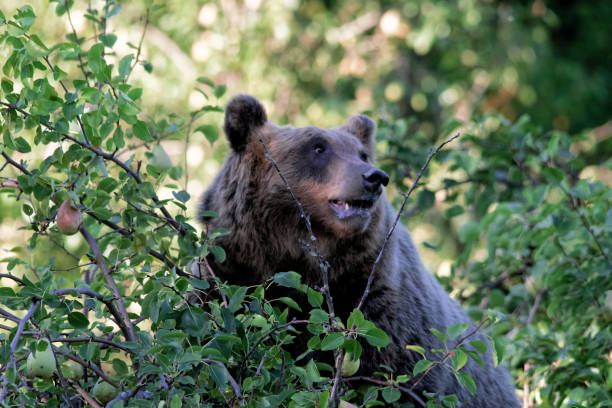 istock Orso Marsicano, Abruzzo National Park 1178908230