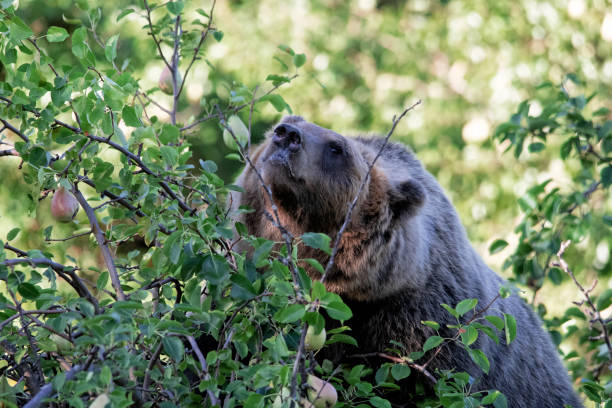 istock Orso Marsicano, Abruzzo National Park 1178908363