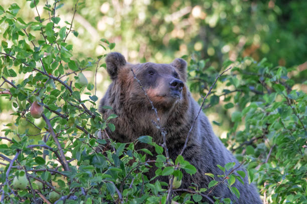 istock Orso Marsicano, Abruzzo National Park 1178908393