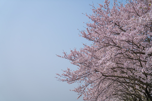 Cherry trees bloom in spring.