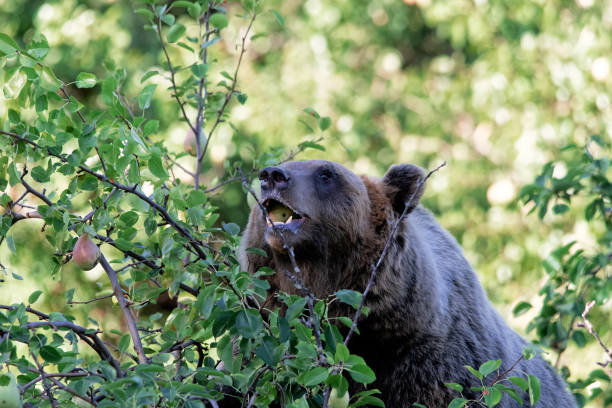 istock Orso Marsicano, Abruzzo National Park 1178908448