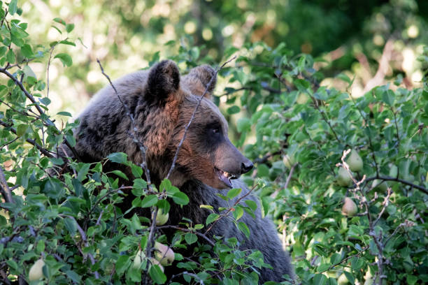istock Orso Marsicano, Abruzzo National Park 1178908512