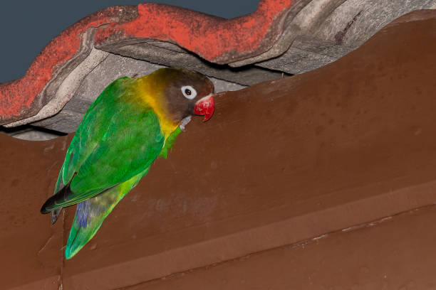 istock Yellow-collared Lovebird perching on cornice of a house 1178909458