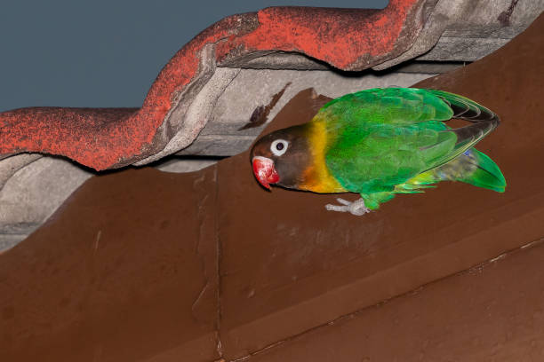 istock Yellow-collared Lovebird perching on cornice of a house 1178909461