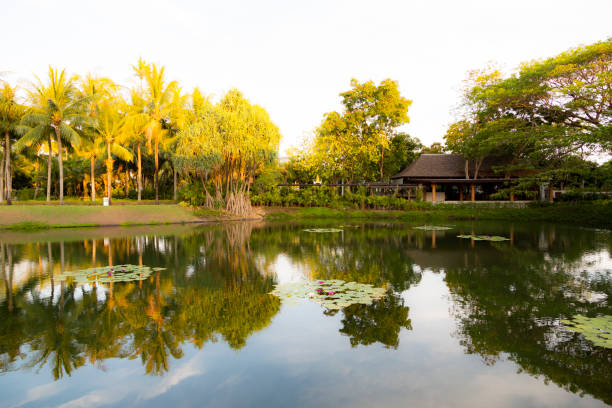 istock reflection of tropical trees on the water 1178909647